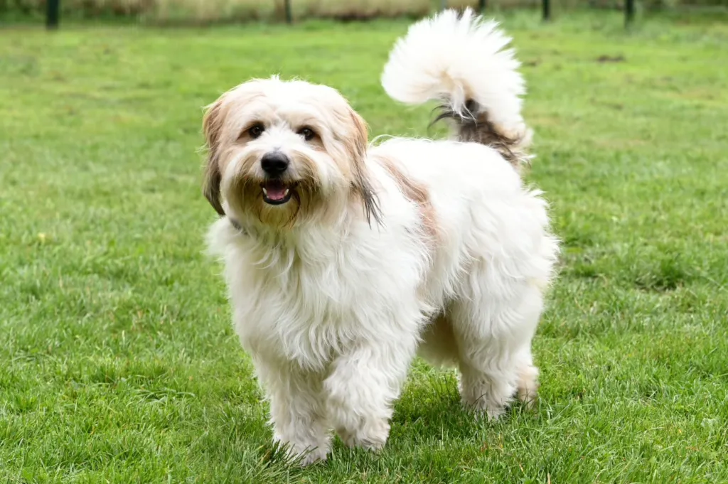 Emoji und Amico erwarten Nachwuchs! ❤️ I-Wurf vom langen Fuchsbau