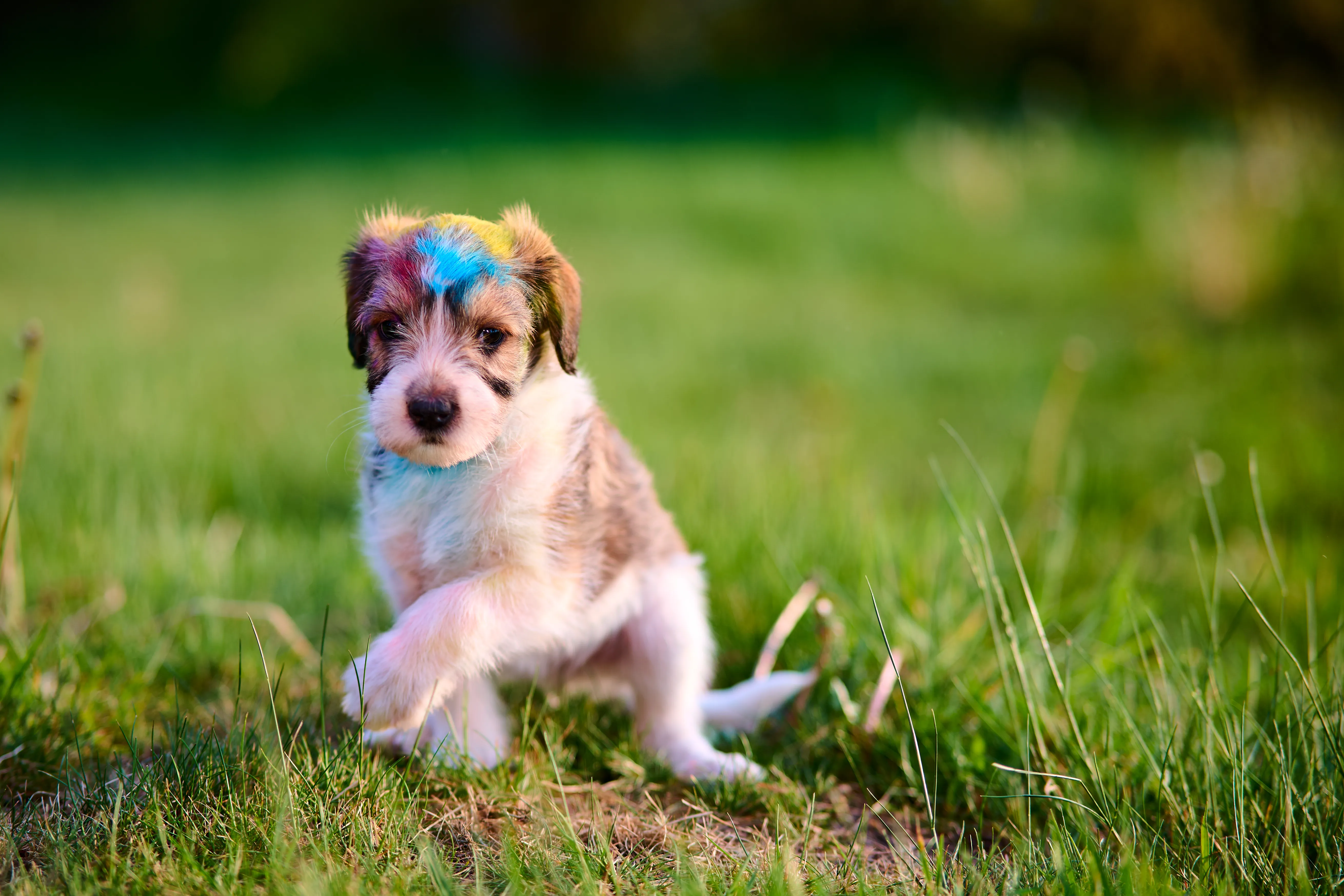 Kromfohrländer Welpe im Garten