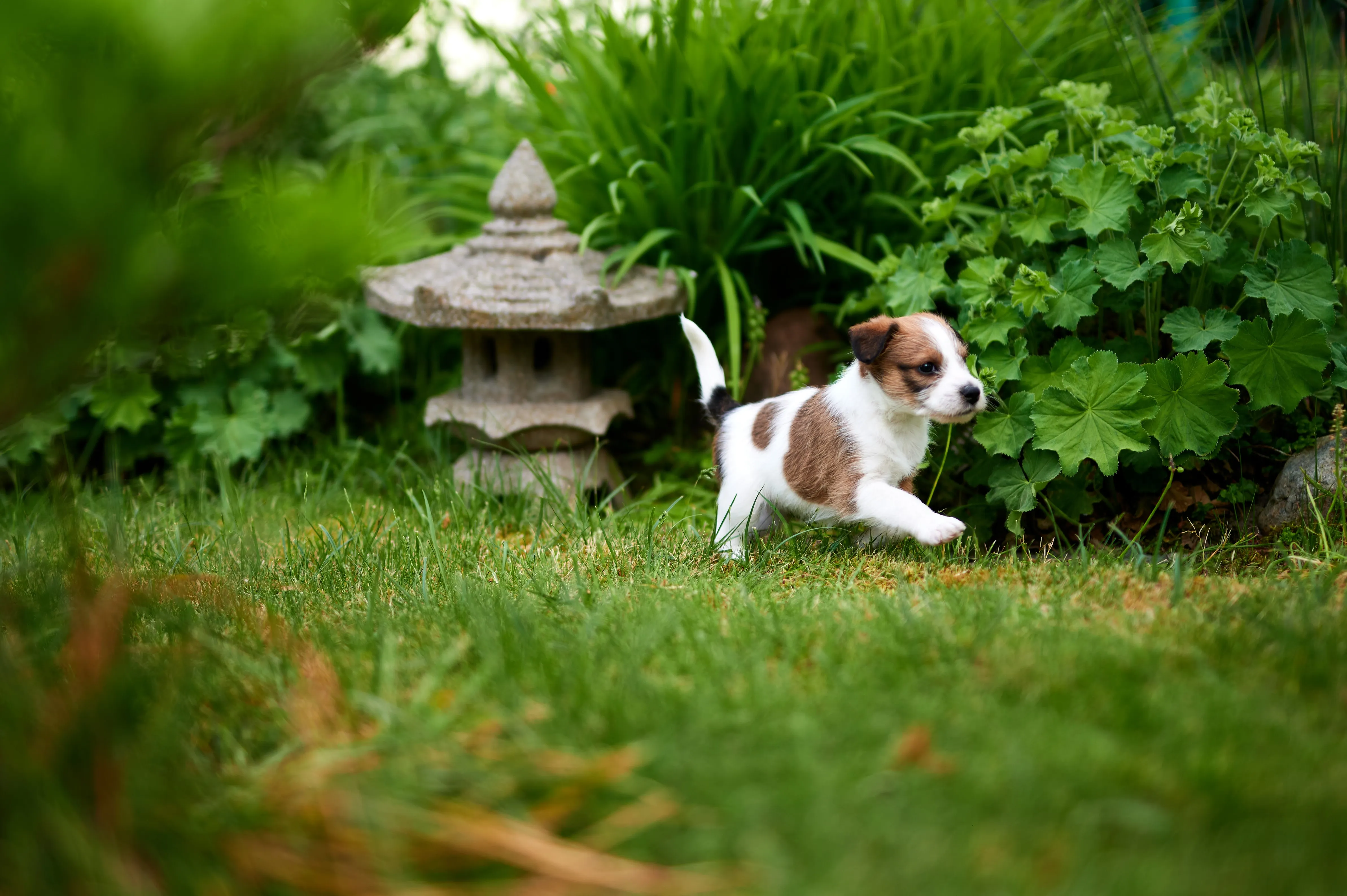 Welpe im Garten